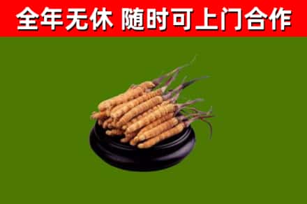 泰顺烟酒回收冬虫夏草.jpg