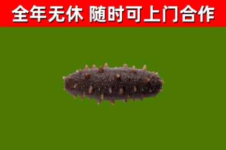 泰顺烟酒回收干海参.jpg
